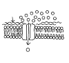 Figure 4.6 plasma
 Membrane Protein